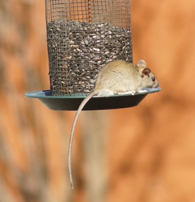 House mouse on a bird feeder