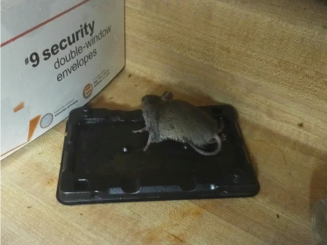 House mouse on a glue trap 0