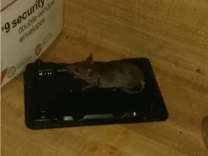 House mouse on a glue trap 1
