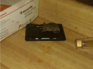 House mouse on a glue trap 2