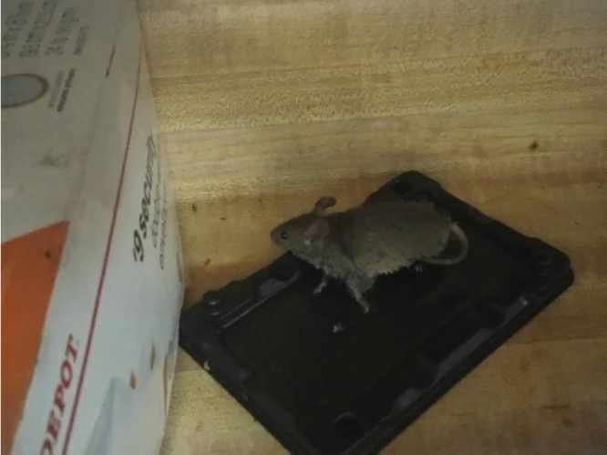 House mouse on a glue trap