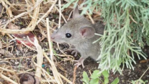 House mouse on ground with lots of vegetation