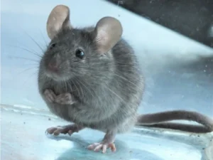 House mouse on marble floor 0