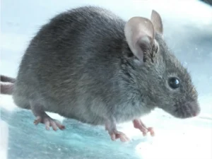 House mouse on marble floor
