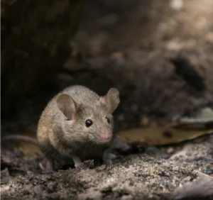 House mouse on soil