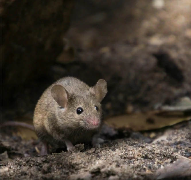 House mouse on soil