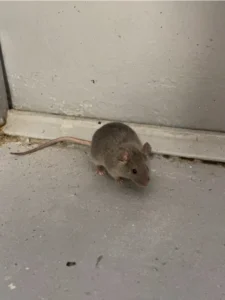 House mouse on the floor near a door 0
