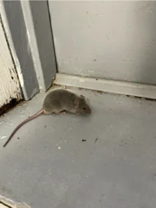 House mouse on the floor near a door