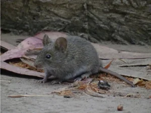 House mouse on the ground