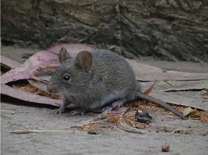 House mouse on the ground
