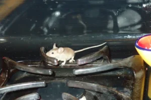 House mouse on top of a stove