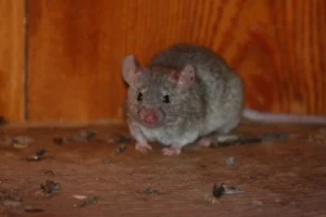 House mouse on wooden floor