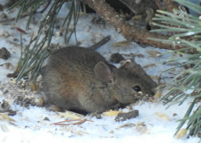 House mouse out in the snow 0