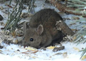 House mouse out in the snow 1