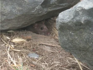 House mouse peeking out of den