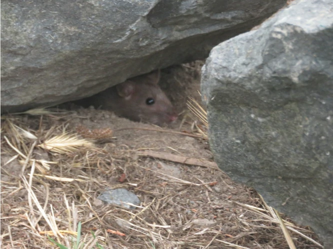 House mouse peeking out of den