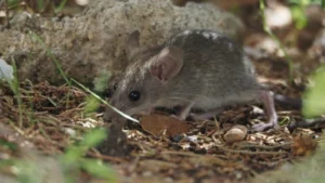 House mouse sniffing the ground