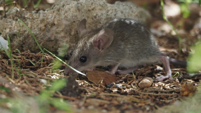 House mouse sniffing the ground