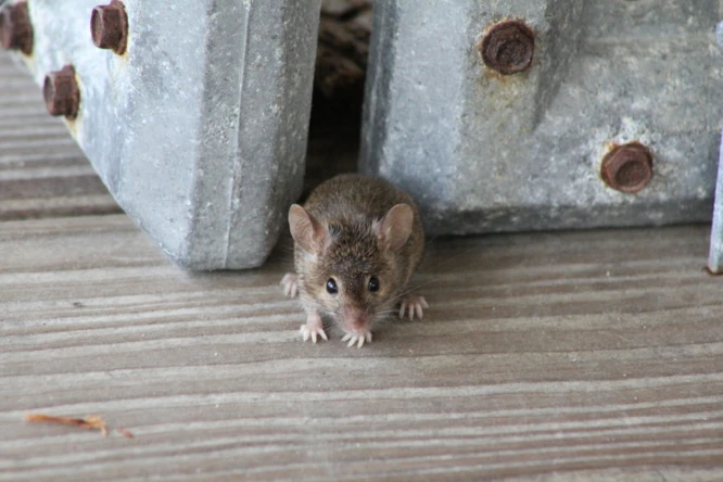 House mouse squeezing through a gap between doors