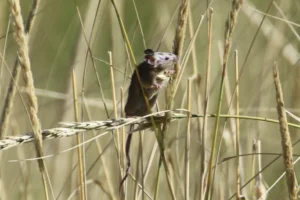 House mouse standing on a blade of grass