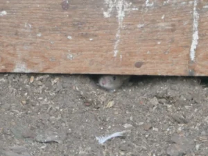 House mouse under a building