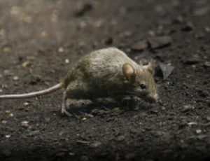 House mouse walking on brown soil