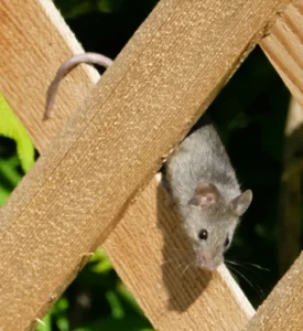 House mouse walking on planks