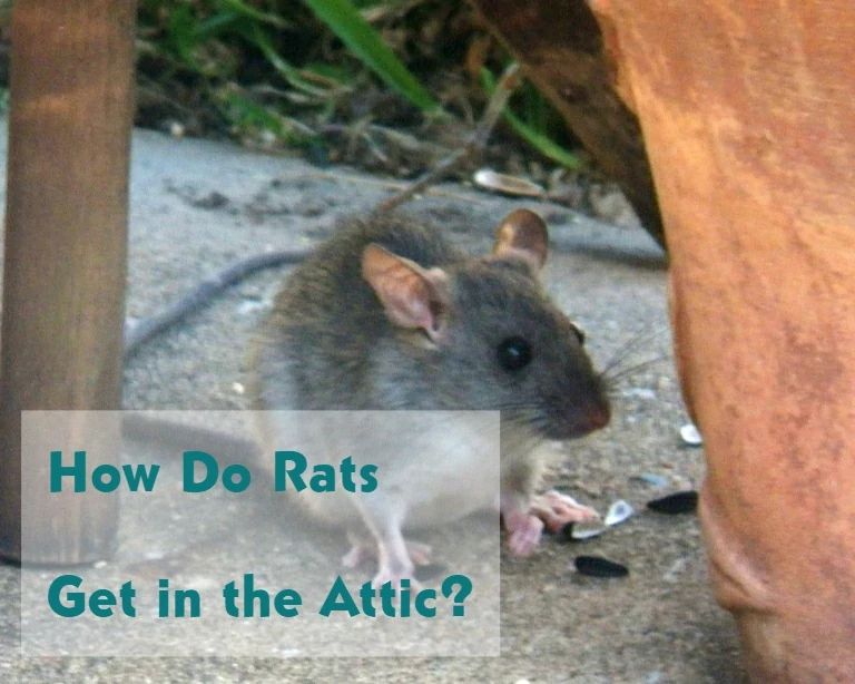How Do Rats Get in the Attic?