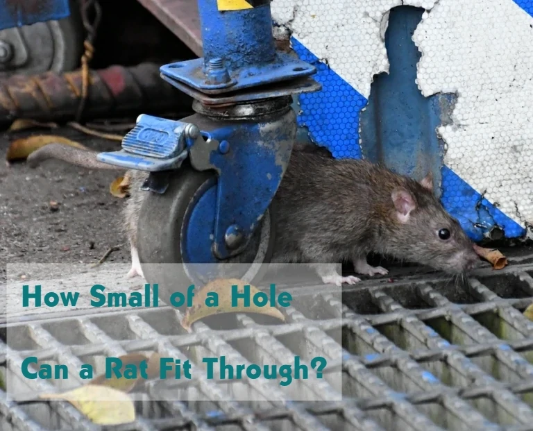 How Small of a Hole Can a Rat Get Through?