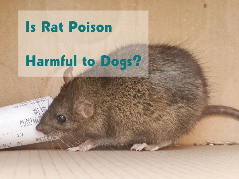 Is Rat Poison Harmful to Dogs?