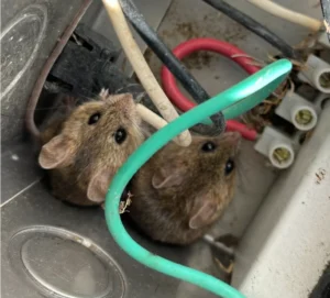 Two House mice next to electric wires