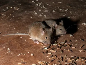 Two house mice eating seeds on the ground