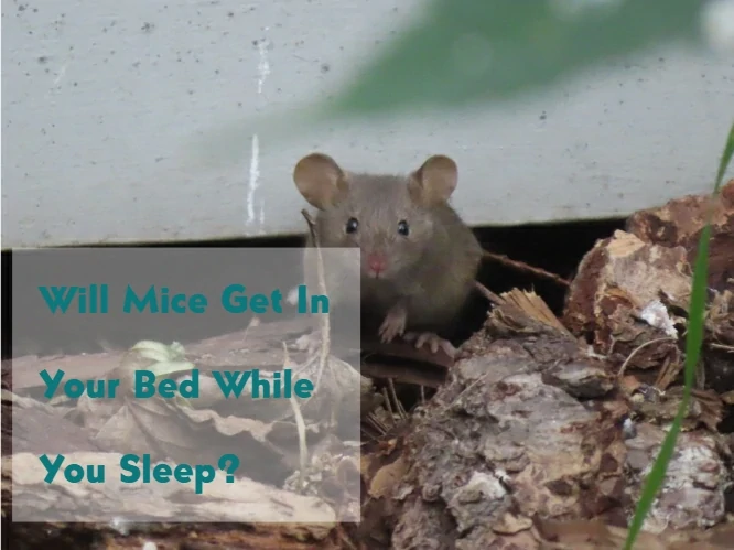 Will Mice Get In Your Bed While You Sleep?