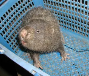 Bamboo rat in a basket