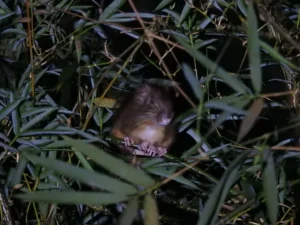 Bamboo rat in vegetation