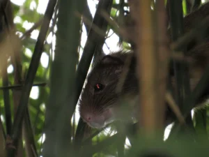 Bamboo rat in vegetation