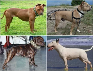 Bull-type terrier group dog breeds