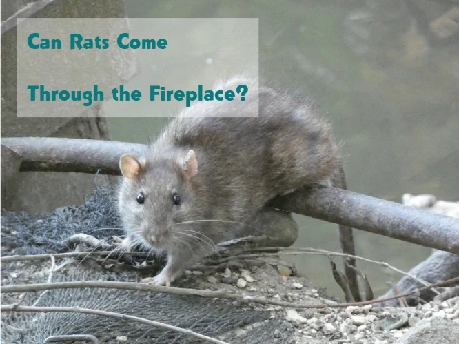 Can Rats Come Through the Fireplace