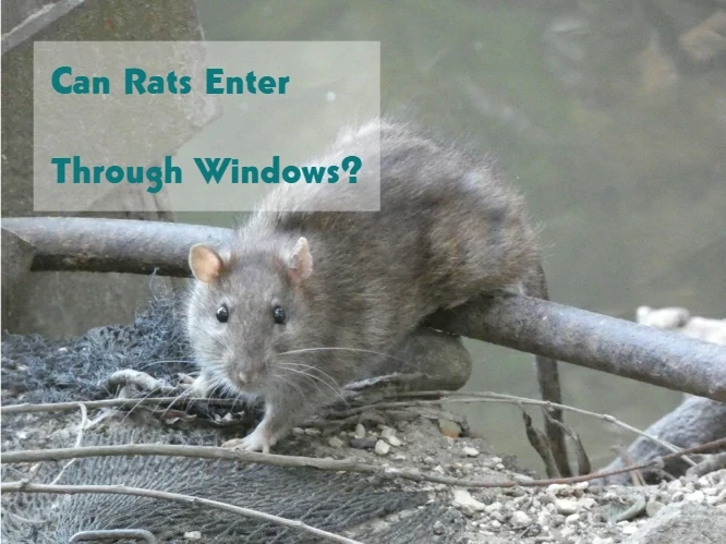 Can Rats Enter Through Windows