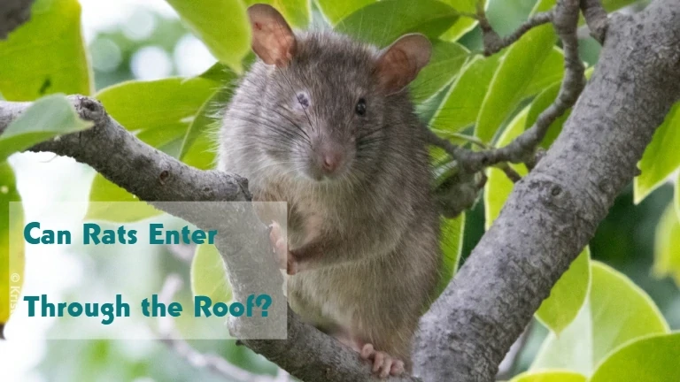 Can Rats Enter Through the Roof?