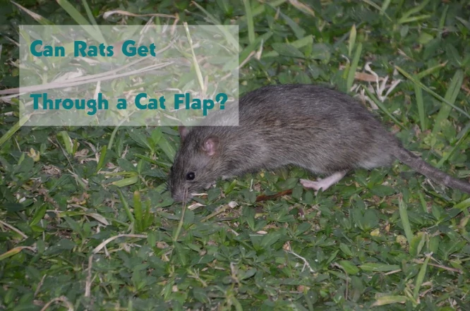 Can Rats Get Through a Cat Flap