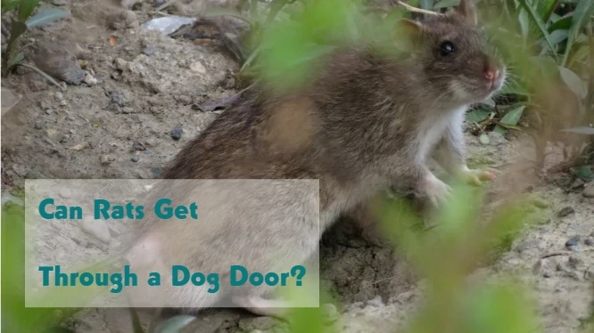 Can Rats Get Through a Dog Door