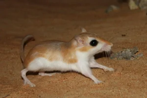 Cheeseman's Gerbil on sand