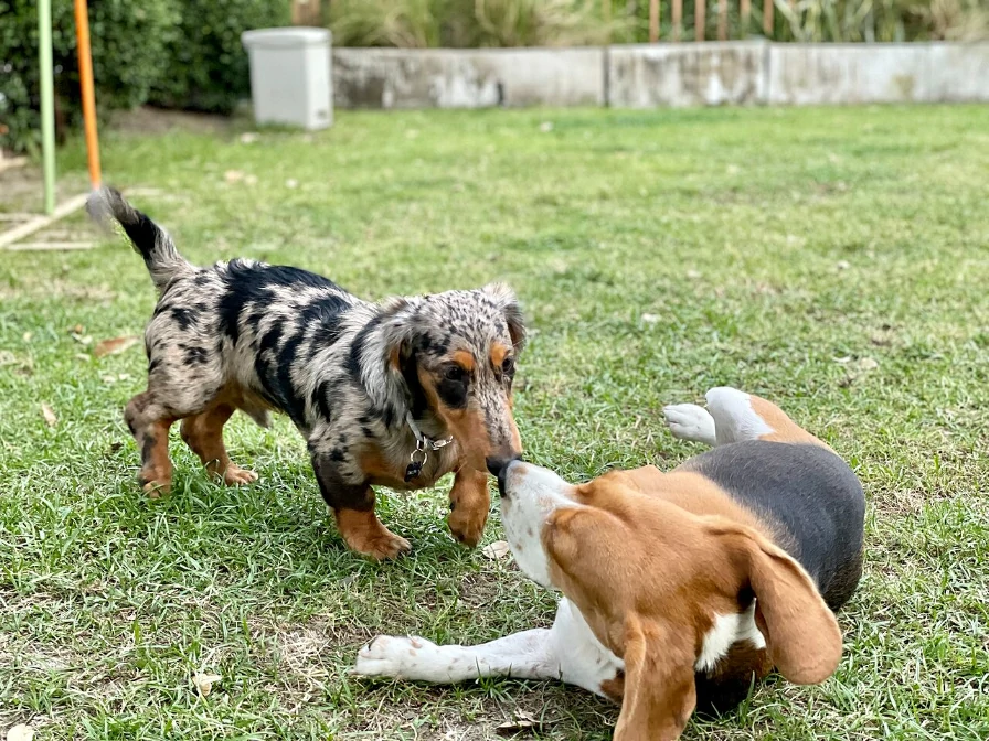 Dachshund playing with Beagle