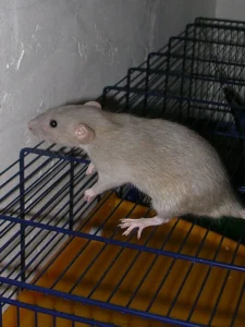 Dumbo Rat