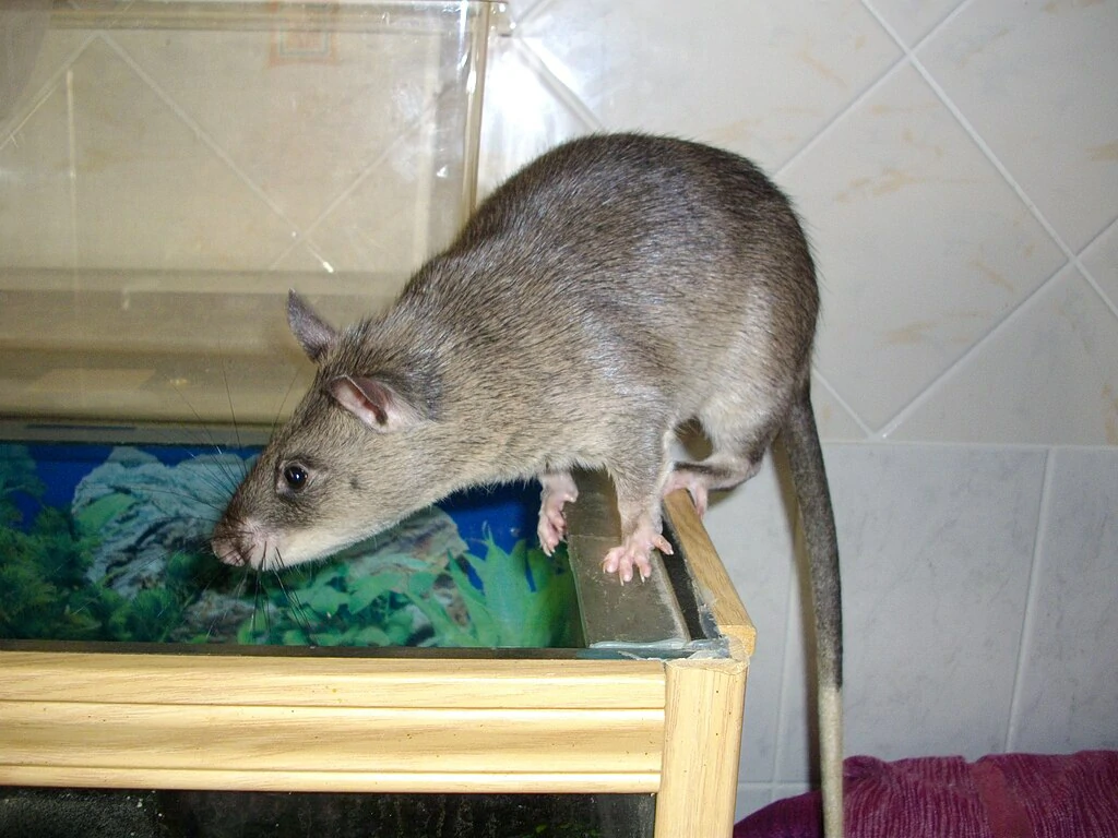 Gambian Pouched Rat on a table