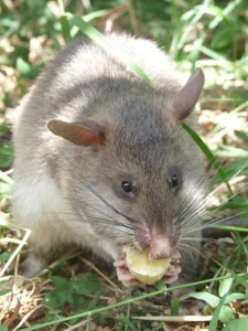 Gambian Pouched Rat on grass eating a banana