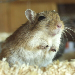 Gerbil close up