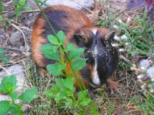 Guinea Pig next to a plant outdoors
