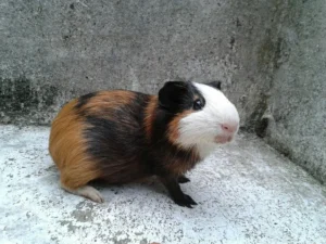 Guinea Pig on concrete floor